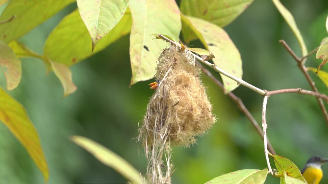 cabe bunga bird or orange bellied flowerpecker bird come to the nest for feeding her babies