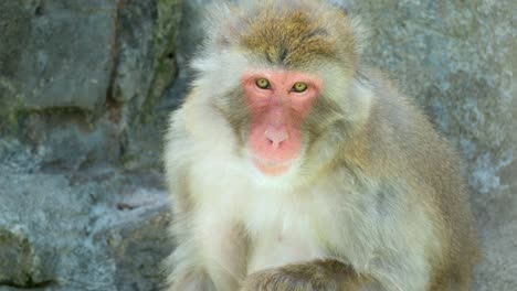 Einsamer-Makakenaffe-Sitzt-Auf-Einem-Felsen-Im-Zoo-Von-Seoul-Grand-Park-In-Gwacheon,-Südkorea