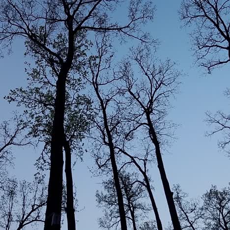 silhouettes of trees. old tree. landscape with trees