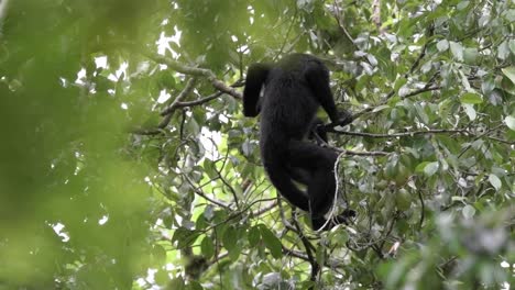 mono aullador en el corazón del bosque