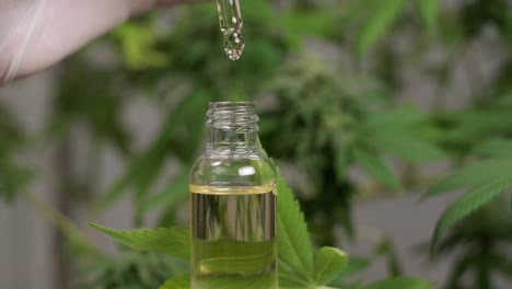investigación del aceite de cáñamo. investigación del cannabis para su uso en medicina, recopilación de datos. cultivo de plantas de cannabis.