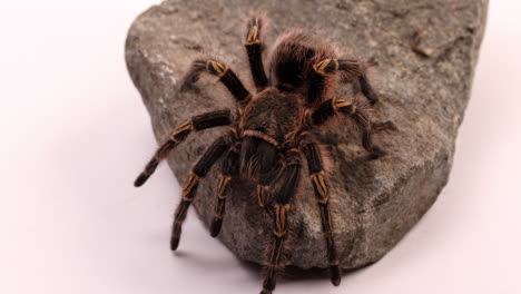 Tarantula-slowly-climbs-off-rock-onto-white-background