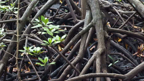 Intertwined-mangrove-tree-roots-in-dark-damp-muddy-soil-in-jungle