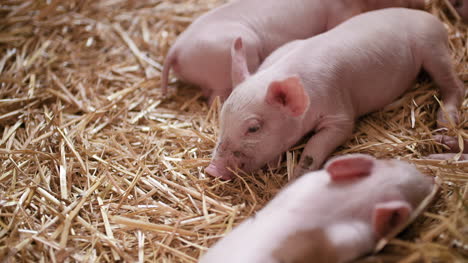 pigs on livestock farm pigs farm livestock farm modern agricultural pigs farm 7