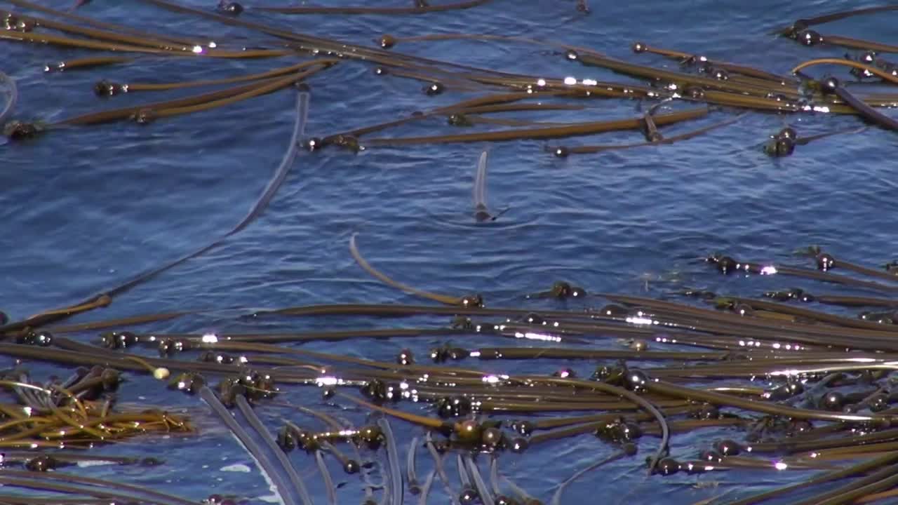 Alga marinha gigante em ondas suaves