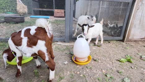 goats and chickens interact in a farm setting