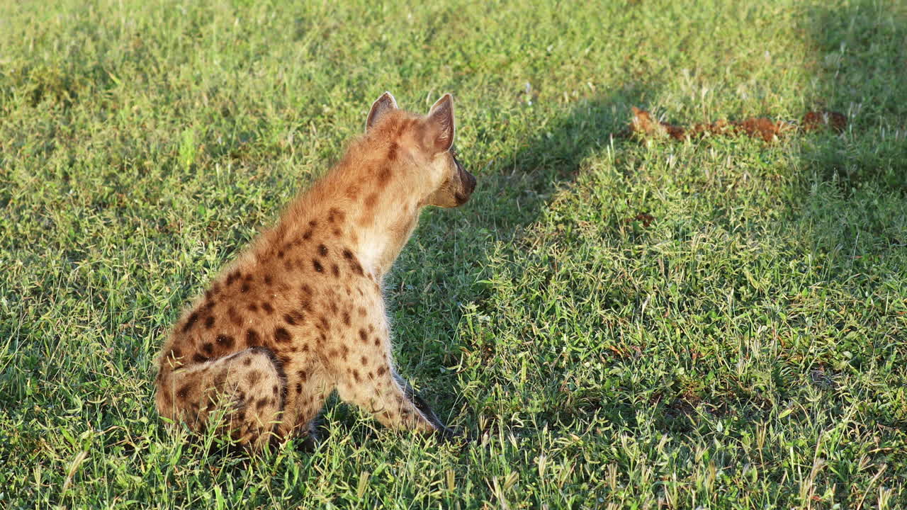 hiena vista descansando y recostada en la pradera en un día soleado en la reserva privada de caza klaserie, sudáfrica
