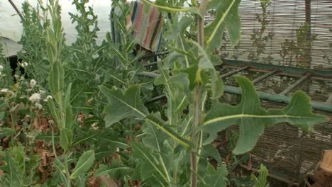 Young-Tomato-Plants-in-a-Nursery-Ready-for-Planting-in-the-Garden