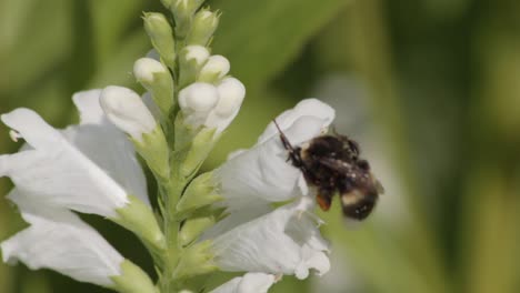 super close up of bumblebee dipped in white flower showing back and then flying away