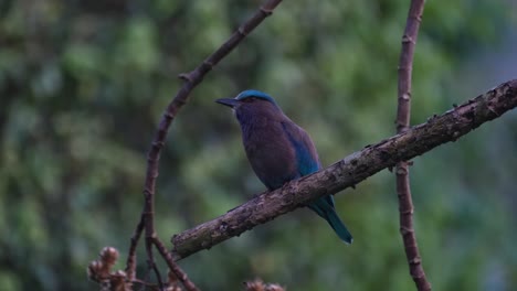 Encaramado-En-Una-Rama-Podrida-Mientras-La-Cámara-Se-Inclina-Hacia-Arriba,-Rodillo-Indochino-Coracias-Affinis,-Parque-Nacional-Kaeng-Krachan,-Tailandia