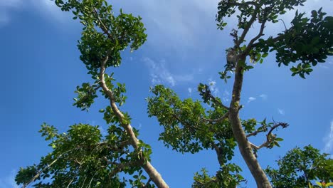 Banyan-tree-branch-in-bright-sunny-day-with-blue-sky