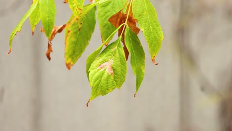 close-up of green and brown leaves swaying gently in the wind. soft lighting and neutral background create a serene atmosphere