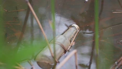 Genie-message-in-a-thrown-bottle-polluting-lake-Ladoga