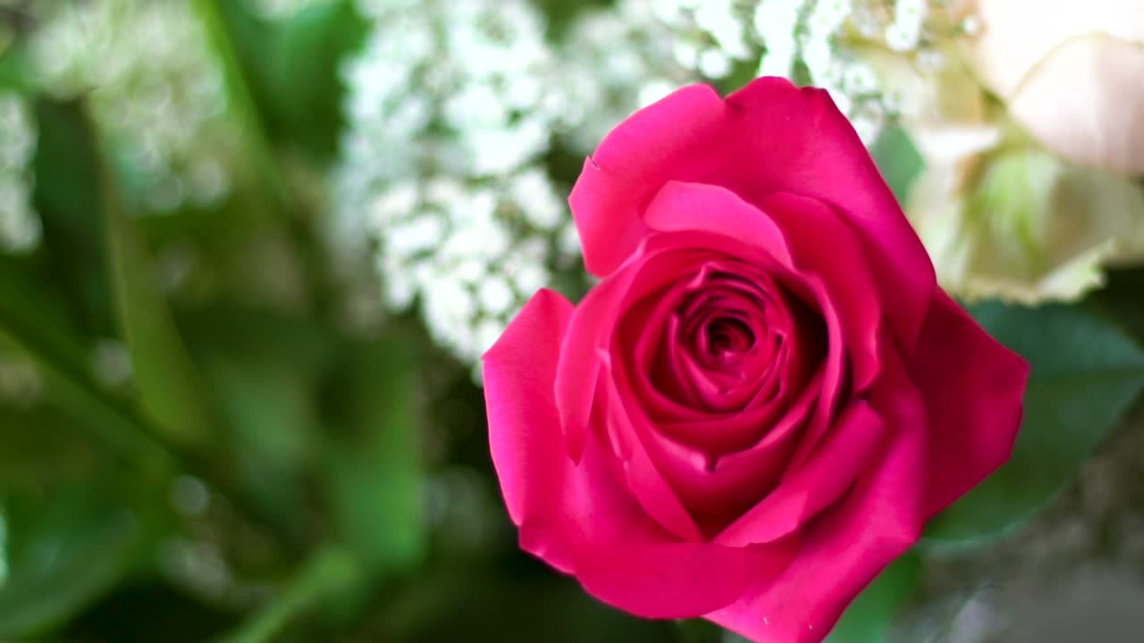 Primer plano de flor rosa.