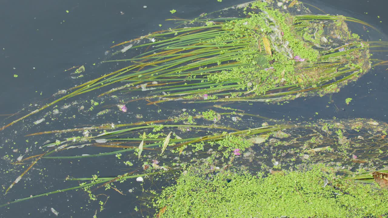 Green algae and duckweed drift slowly on calm river water, natural daylight, overhead camera movement