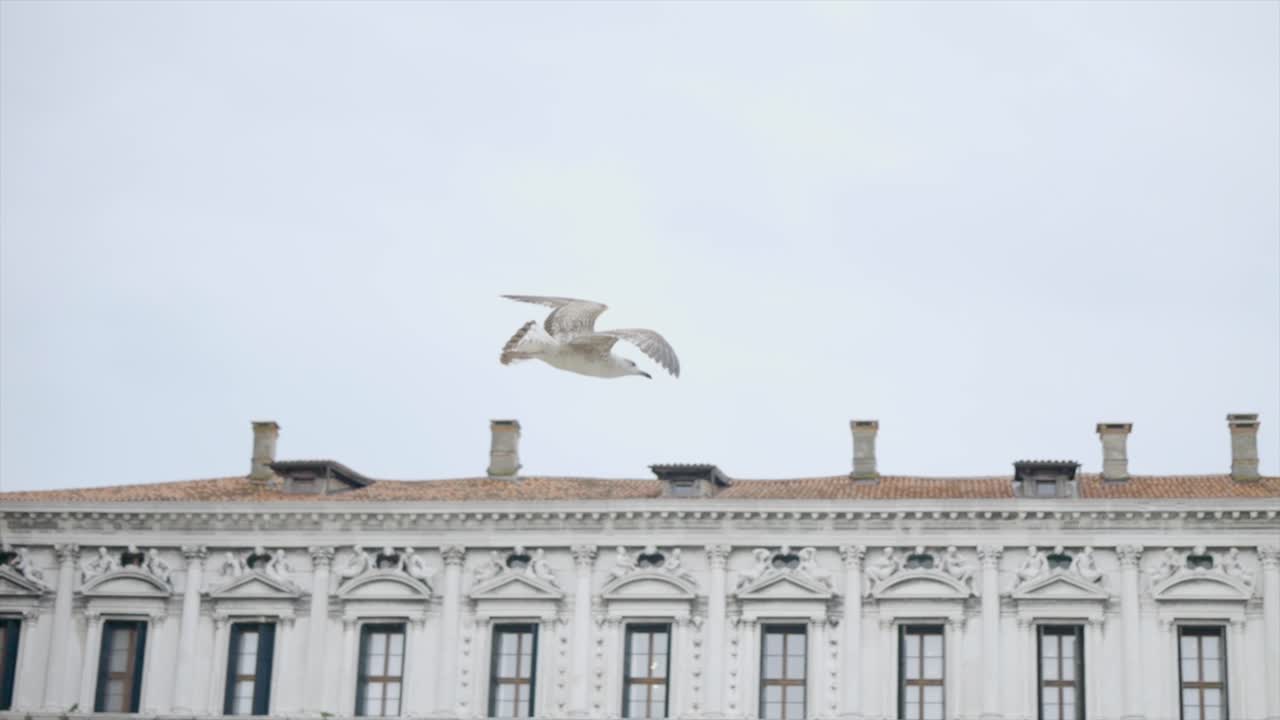 Slow motion Shot Of Unique Species Seagull Bird Flying In Front Of Old Architecture Building, Venice, Italy