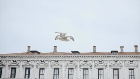 slow motion shot of unique species seagull bird flying in front of old architecture building, venice, italy