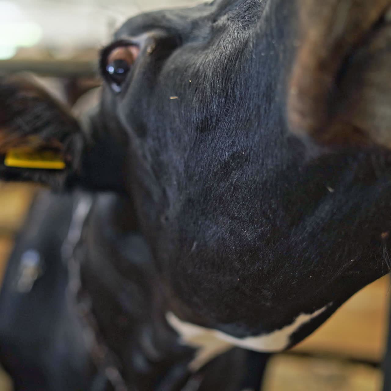 Vacas adultas en granja en primer plano