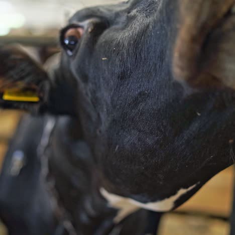 adult cows on farm close up