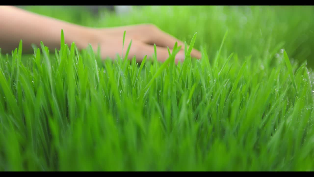 Woman's hand touching fresh grass