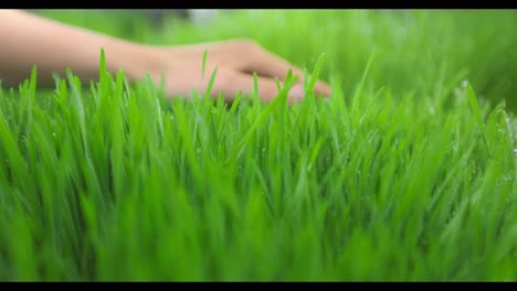 woman's hand touching fresh grass