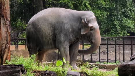 elephant in a zoo during rainy season