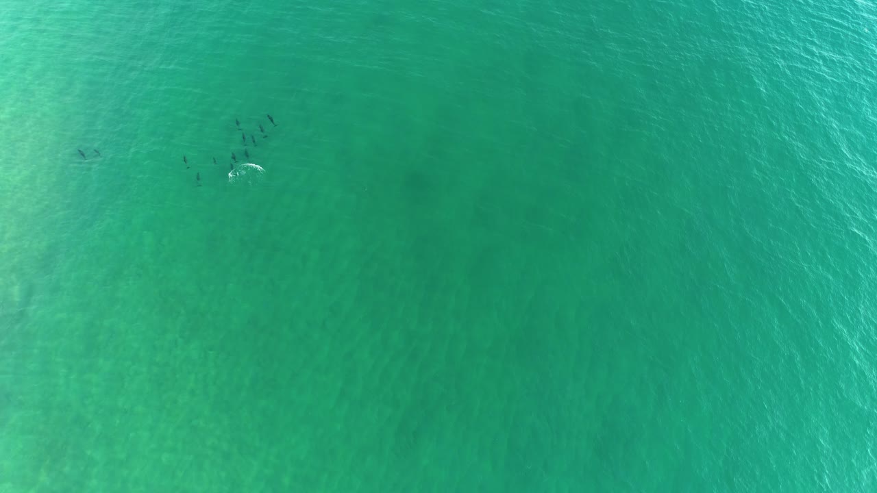 Aerial View of Dolphins Swimming in the Ocean