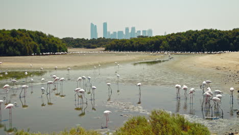 flamingos in a wetland with cityscape background