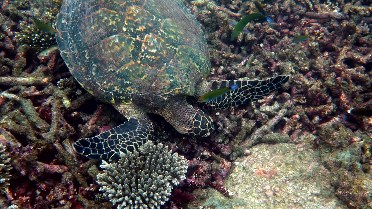 Hawksbill sea turtle slowly swimming in blue water through sunlight, try to find food on coral reef. Scuba on wildlife. Underwater marine life tropical turtle in wild nature