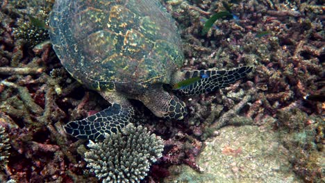 hawksbill sea turtle slowly swimming in blue water through sunlight, try to find food on coral reef. scuba on wildlife. underwater marine life tropical turtle in wild nature