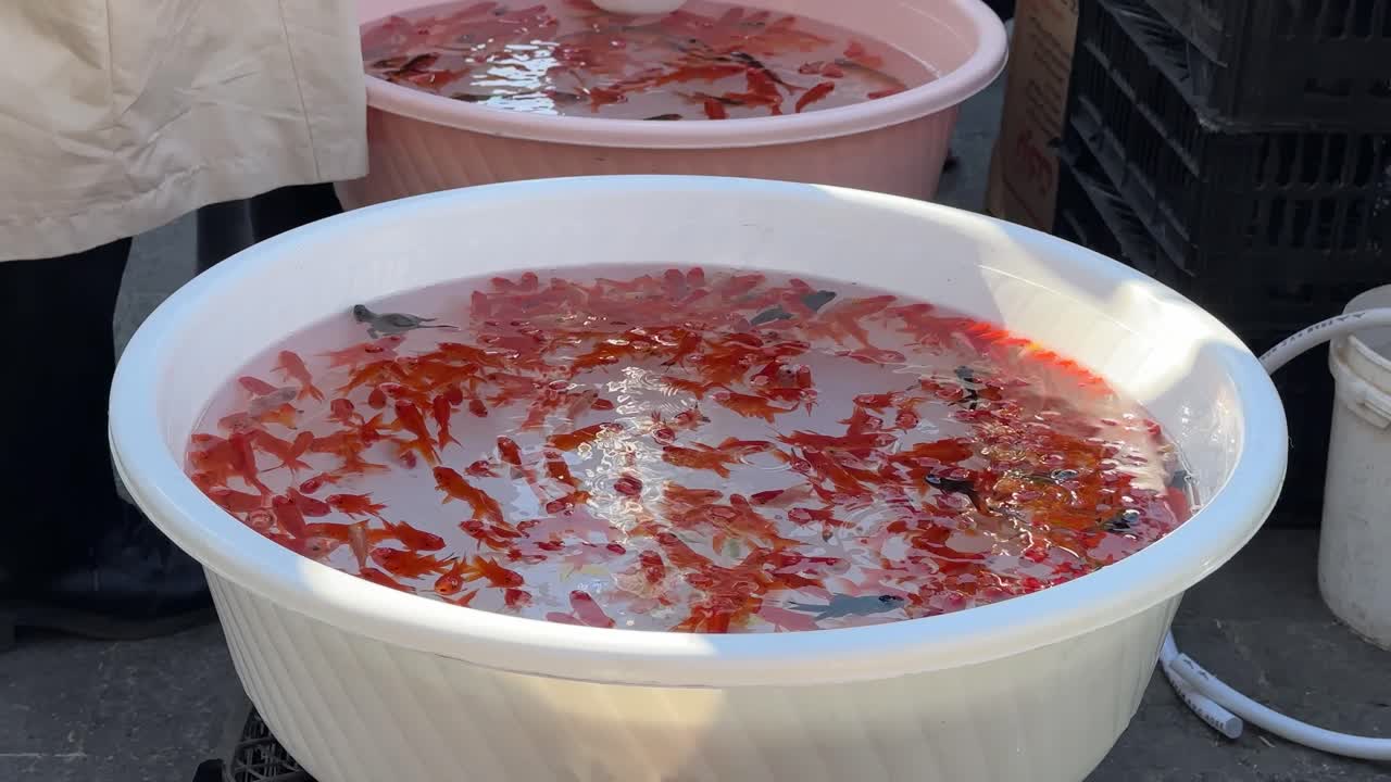 lots of Goldfish swim in aquarium with accessories of aquatic animal red white pet water bubble Nowruz Persian tradition Tehran Iran market symbolic spring holiday decoration scenic landscape swimming