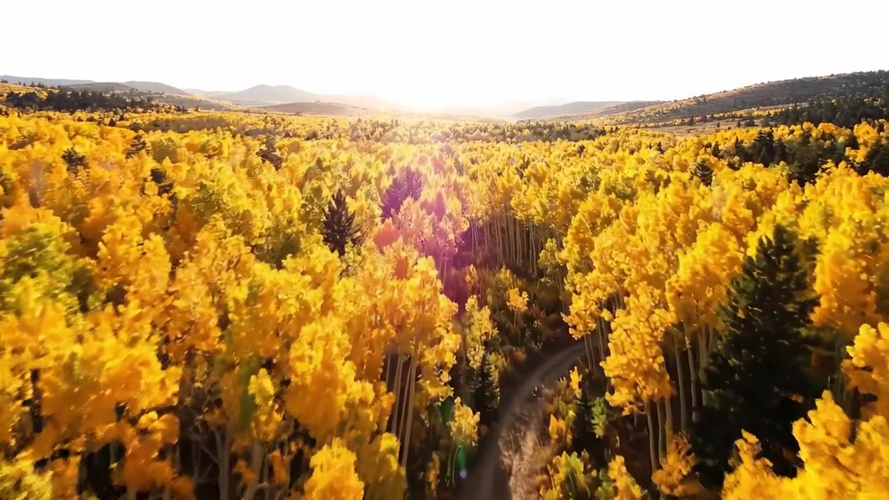 Atemberaubende Luftaufnahme eines lebendigen Herbstwaldes, gebadet in goldenem Sonnenlicht, die den atemberaubenden Übergang des Laubs und die natürliche Schönheit der Natur zur Schau stellt
