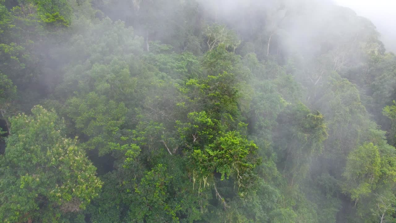 Early Morning Mist on Mountainside of South American Woodlands