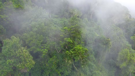 niebla matinal en las laderas de las montañas de los bosques de américa del sur