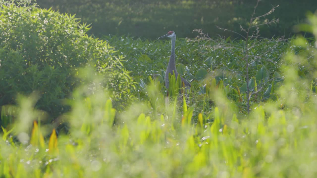 A sandhill crane walks slowly through dense green wetland grass, partially obscured by soft foliage