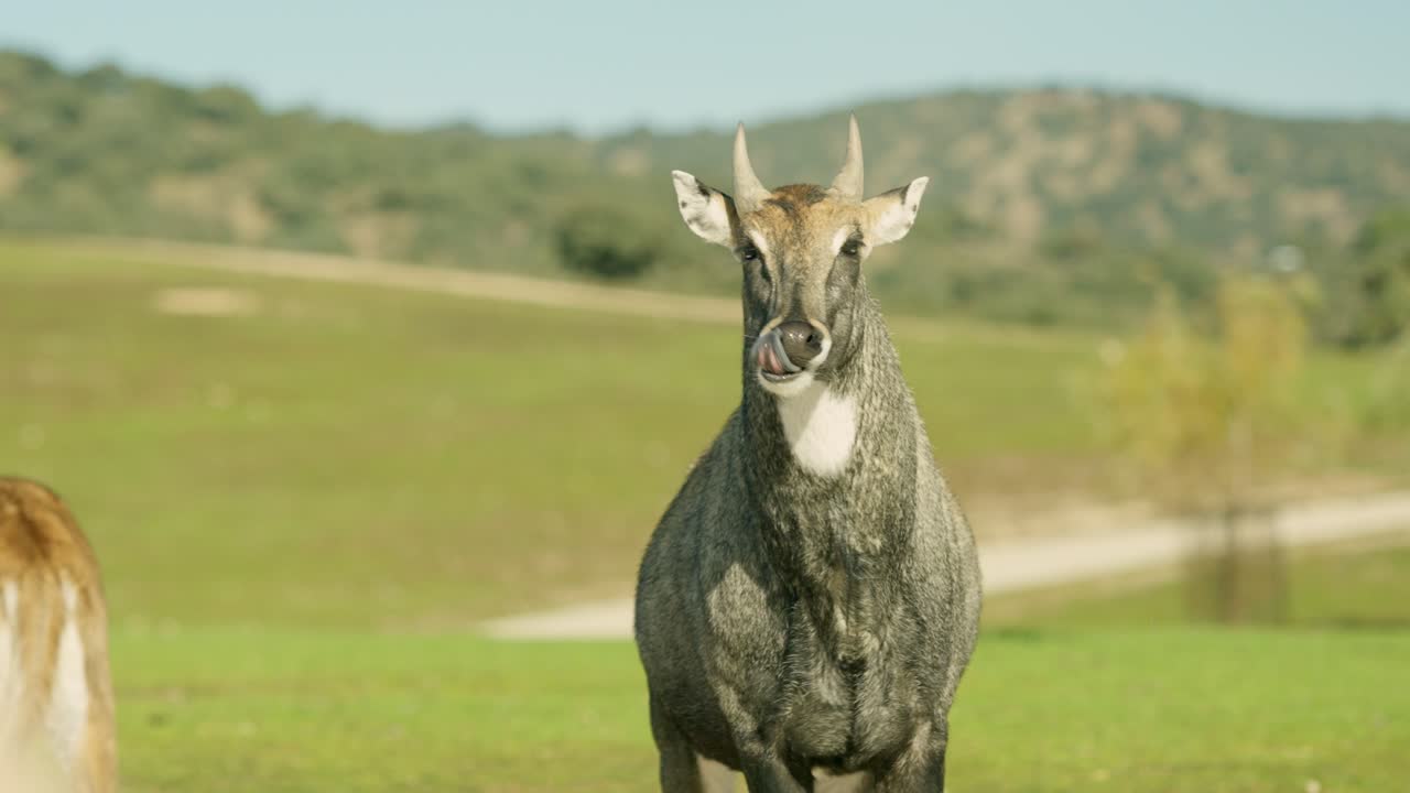 Nilgai standing in green field on sunny day