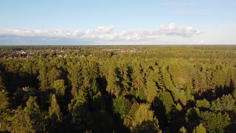 aerial establishing pullback of dense green forest in ogre, latvia, with tall trees and lush foliage from above illuminated by golden sunset light