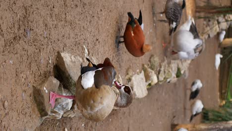 Ducks and Geese in a Zoo Enclosure