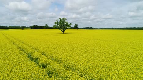 Oilseed-rape,-rapeseed-field-with-oak-tree-flyby