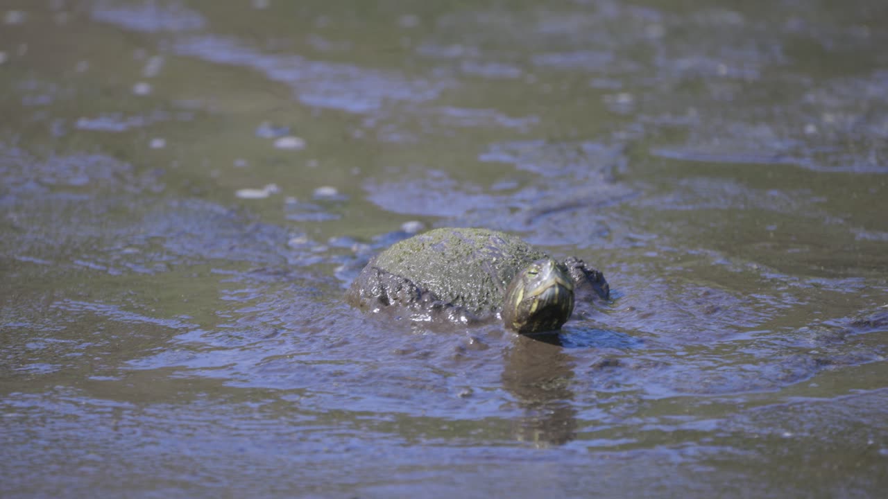Rødøret terrapin går gjennom gjørme og ser seg rundt i et våtmarksområde i Florida