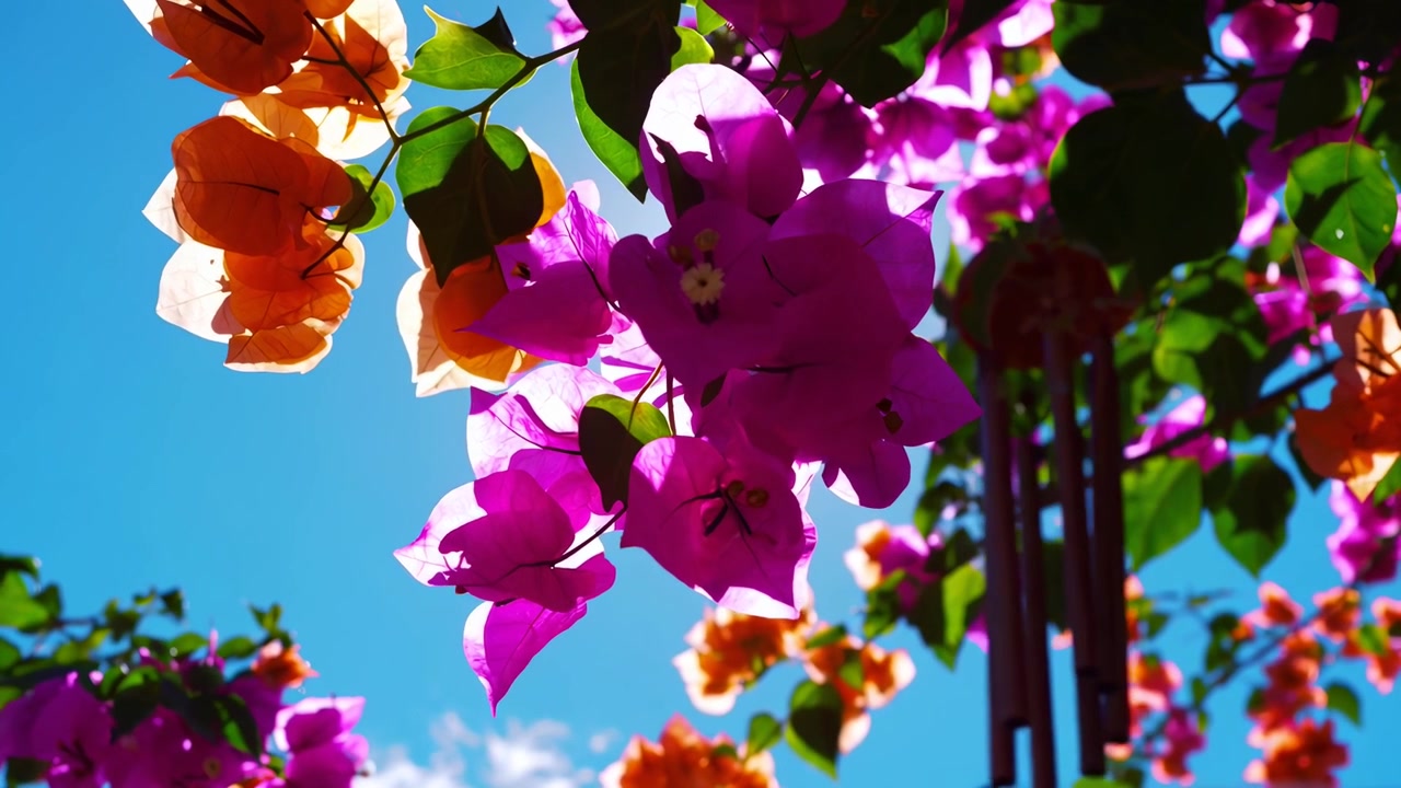 Flores vibrantes de buganvílias balançando com a brisa contra um céu azul claro