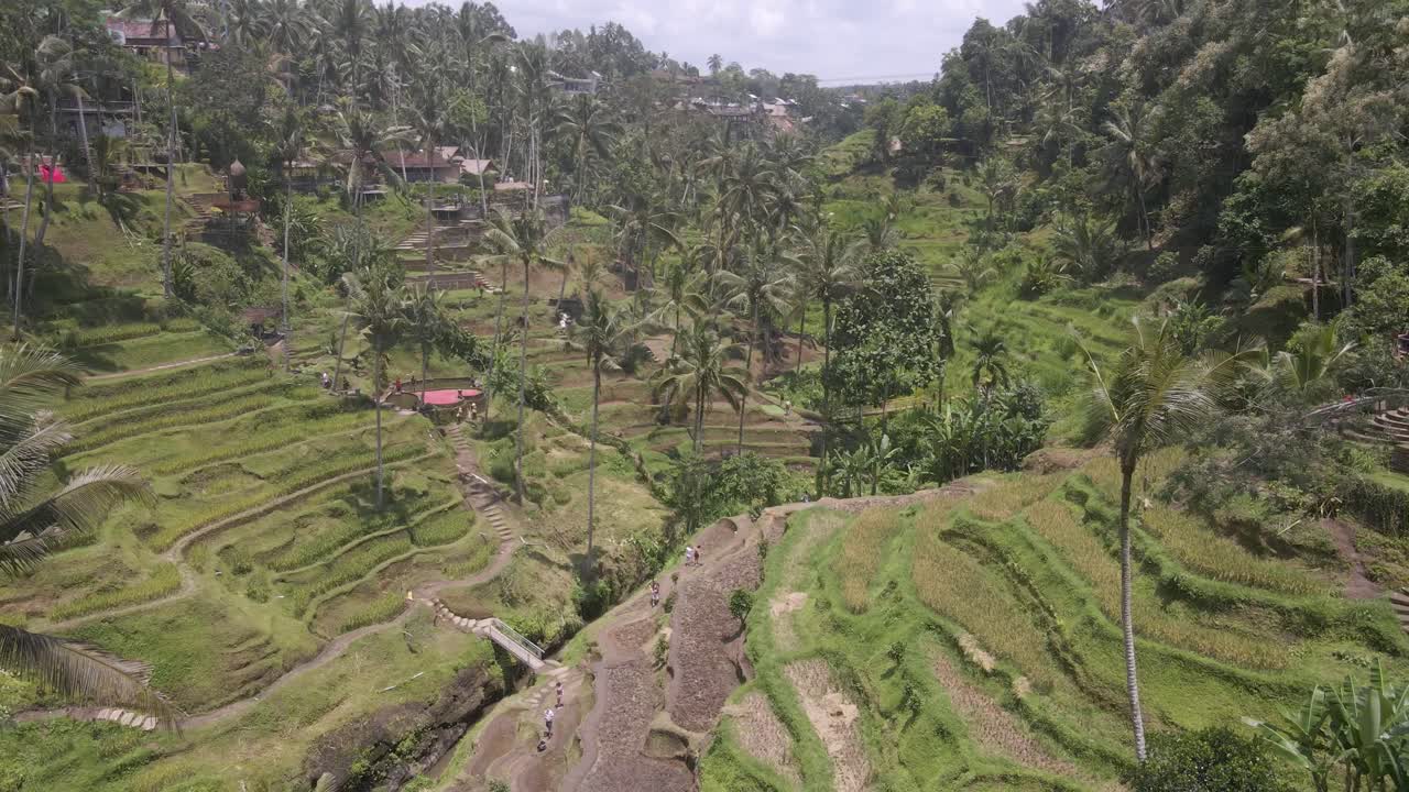 Drone video showcasing the lush terraced rice fields of Tegallalang, Bali. Tall palm trees and hillside dwellings create a serene tropical landscape bathed in soft natural light