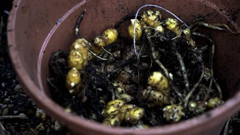 poner pedazos de jengibre en un cubo lleno de tierra jengibre recién recogido y cosechado del suelo jardinería en el hogar