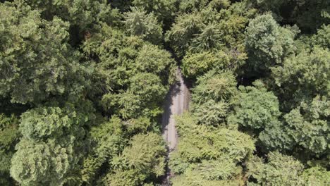 zenith view of road in middle of forest, with big pines