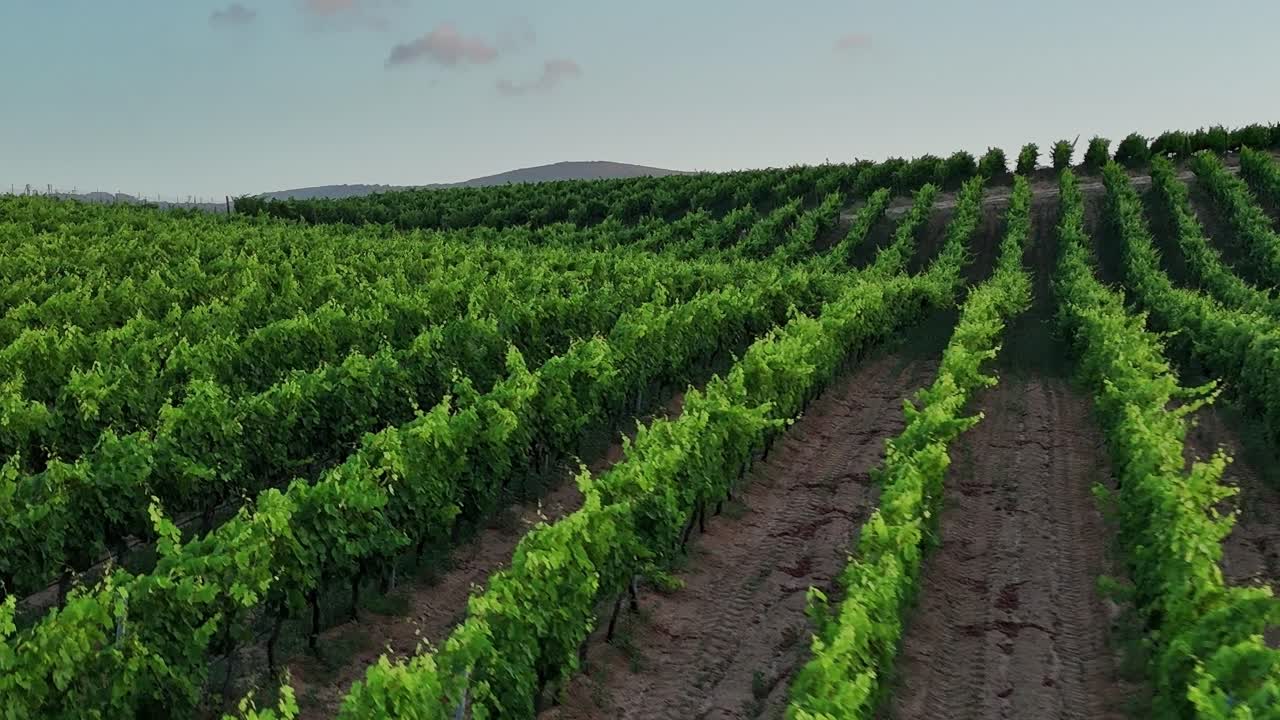 I vigneti in Sardegna mostrano filari di piante di vite durante le ore di sole