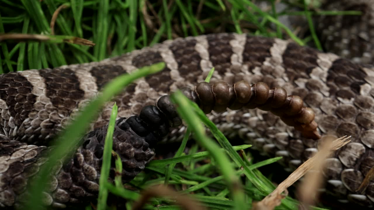 macro primer plano de una cola de serpiente de cascabel en la hierba - animal peligroso