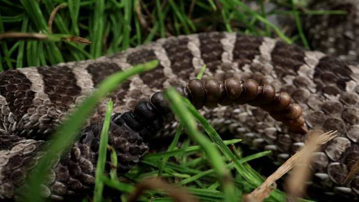 Makro nærbillede af en klapperslangehale i græsset - farligt dyr