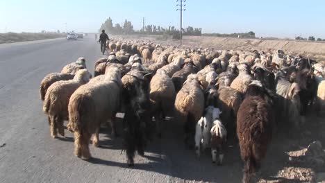 a man herds sheep near a road in iran  1