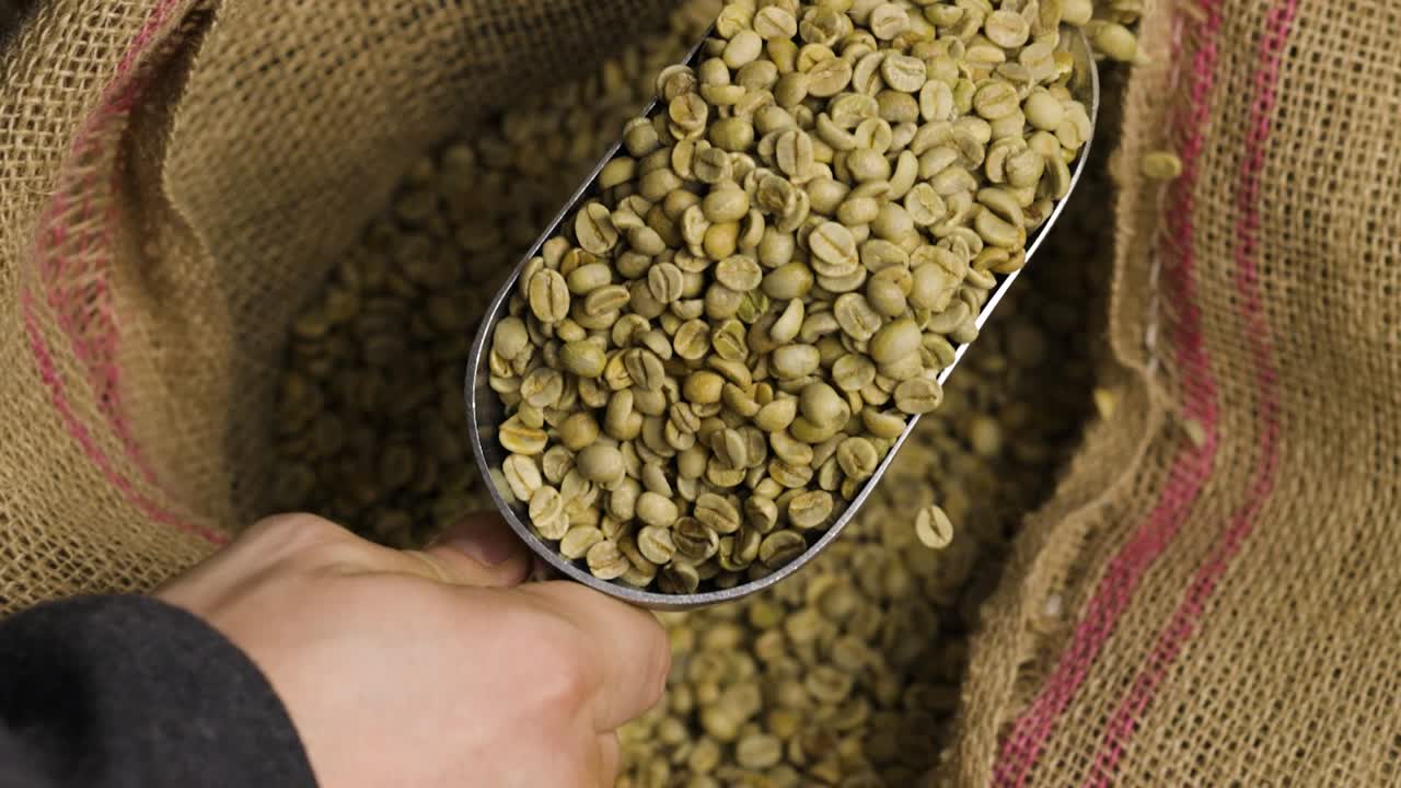 Coffee beans being shoveled out of bag to be roasted