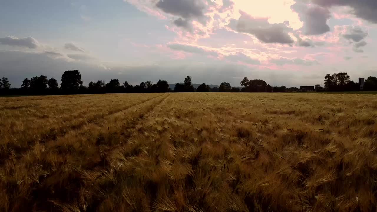 Droneshot along a field of wheat at the golden hour